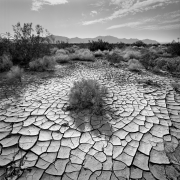 DESERT ICONS Exhibition Opening Gala & Public Reception